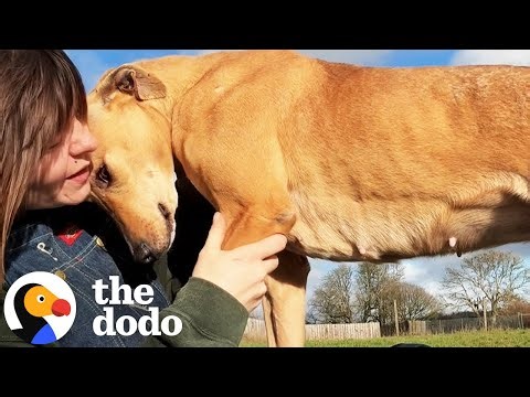 Rescue Dogs React To Getting Kissed 💓 | The Dodo