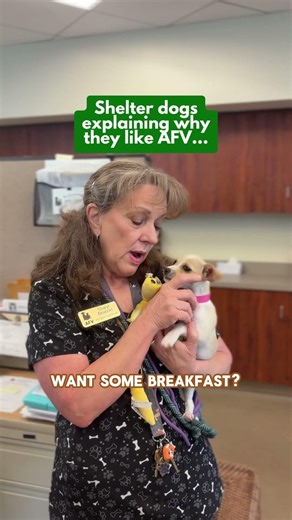 Why shelter pets love AFV