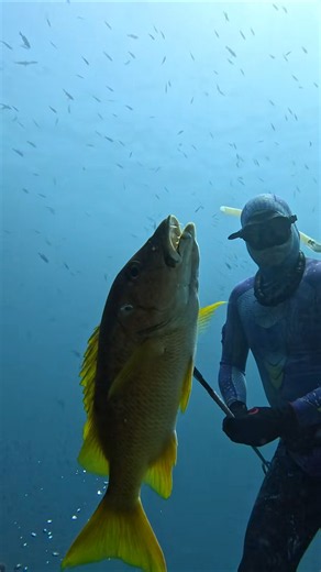 How I Catch Snapper for Food #fishing #spearfishing