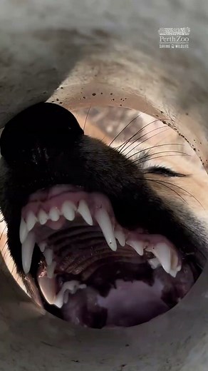 Dingo Puppies | Perth Zoo