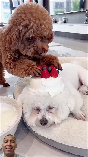 🤣 Bichon Flattens the Cake...Then Wakes Up as One! 🎂😂#shorts#funnydogs #dogcomedy #puppy #cutedog