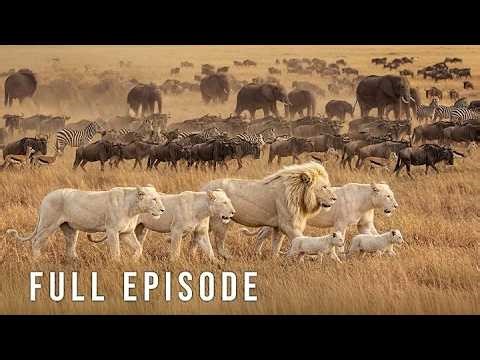WHITE LION KING: Deadliest Fights for Survival (Full Episode) | Nature animal documentary
