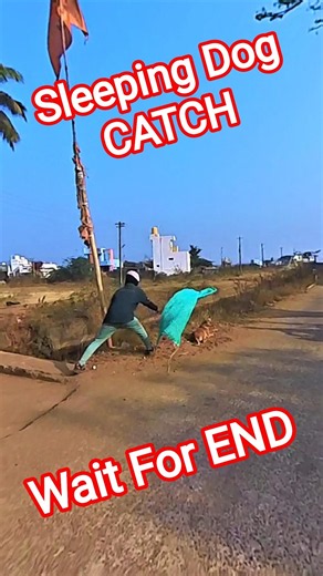 Sleeping Dog Catch 😴#sleep #catch #rescue #shorts #streetdogrevival #ytviral