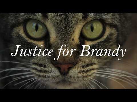 Justice for Brandy | Our Neighbor Baited, Trapped & Dumped Our Cat in the Swamp
