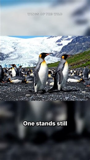 This Penguin Keeps Its Egg on Its Feet