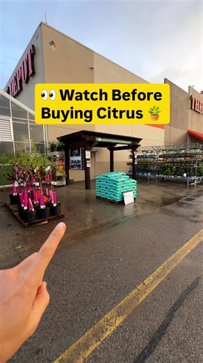 Have you ever bought a citrus tree that died a few weeks later? 🍋🥶 If temperatures have dropped near freezing, be extra cautious buying citrus from big box stores. Lemon and lime trees are some of the most cold sensitive citrus, and damage may not show up right away. Cold exposure can cause bark cracking, branch dieback, and sometimes the entire tree slowly declines weeks after purchase. Before buying, ask if the trees were protected from the cold and inspect them carefully. That little check 