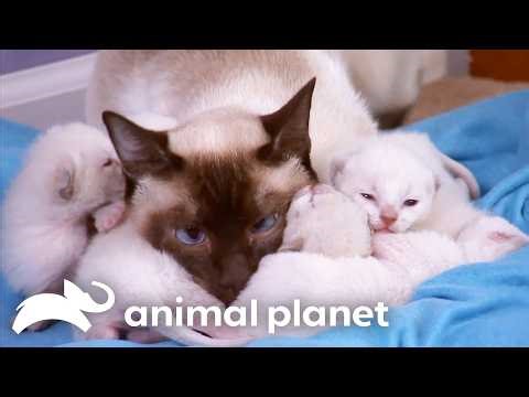 Mothers Know Best | Too Cute! | Animal Planet