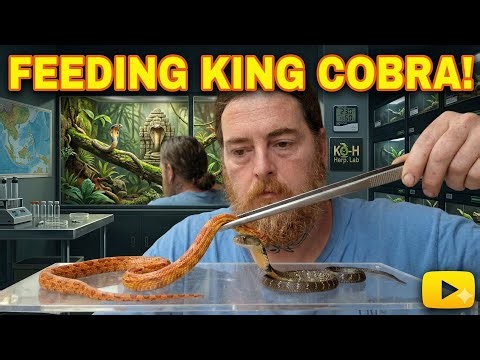 Feeding the World's Largest Venomous Snake