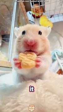 He Rescued a Tiny Stray Hamster 🐹❤️ #shorts #love #cute #animals #animalstories