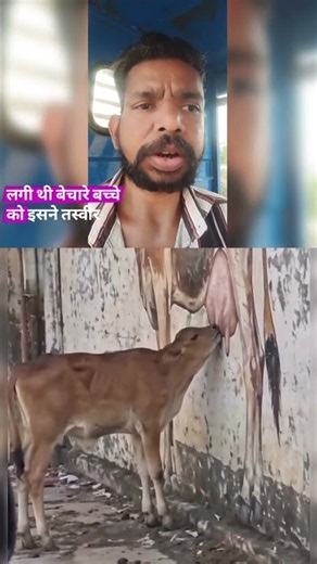 तस्वीर में अपनी माँ ढूँढता बछड़ा 💔#sad #viral #maa #trending