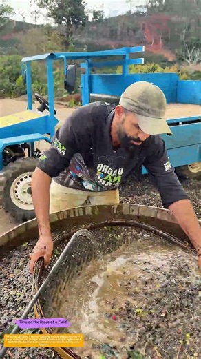 Washing the Harvest: How Water and a Bamboo Tray Separate Fruit from Debris