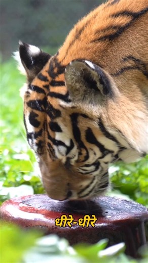 Why Do Tigers Get Giant Popsicles? 🐯🧊
