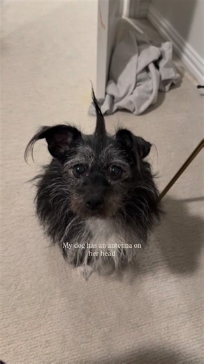 Her little Mohawk 🛸 | Oreoloveslola