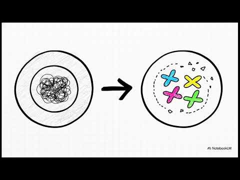 Mitosis in Biology | Prophase, Metaphase, Anaphase & Telophase