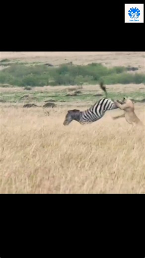 A Deadly Kick By Zebra 😱😱😱 #zebra #lion #animals