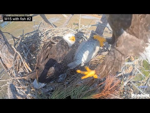 SWFL Eagles 12-27-25. M15 CATCHES A FISH at the POND, + Delivers 2 More! Tandem Feeding! 🦅🐟