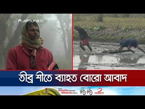 গোপালগঞ্জে তাপমাত্রা নেমেছে ৭ ডিগ্রিতে; তীব্র শীতে ব্যাহত বোরো আবাদ | Gopalganj Winter | Jamuna TV