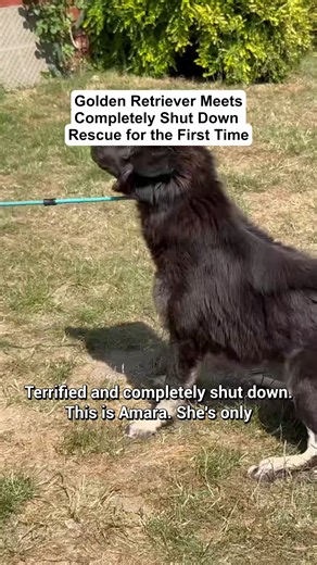 Golden Retriever Meets Shut-Down Rescue Dog for the First Time