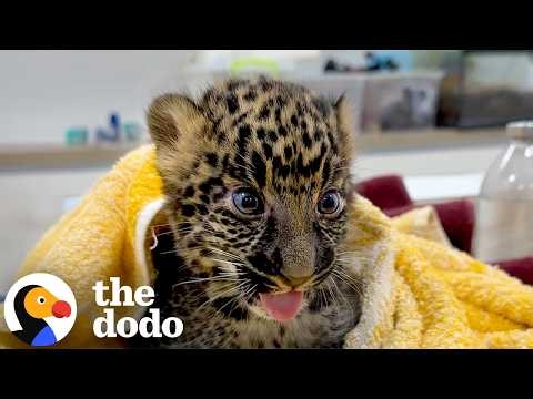 Zoo-Born Baby Leopard Grows Up To Be Queen Of Her Sanctuary | The Dodo