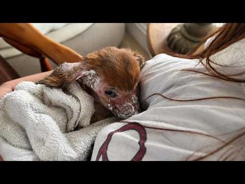 A Dying Puppy No One Could Save… Until Love Stepped In at the Last Moment!