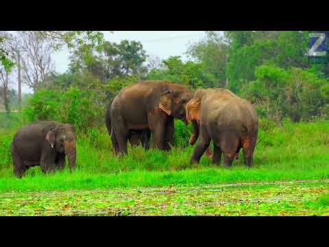 Unseen Elephant Herd Behavior Caught on Camera in the Wild#elephant