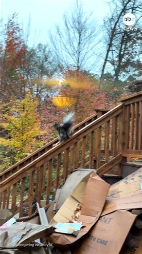 Adventure-seeking chickens slide down porch railing