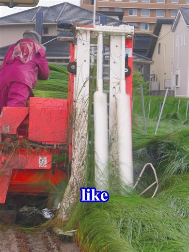 This Grass Becomes Something Millions Use Every Day | grass