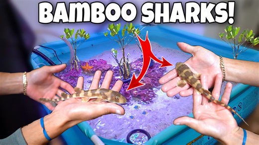 Adding mini sharks to my mini saltwater pond!