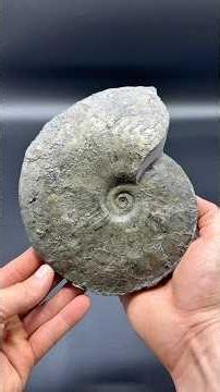 We hunted for fossils on remote pebble beach filled with Jurassic Age fossils 😱