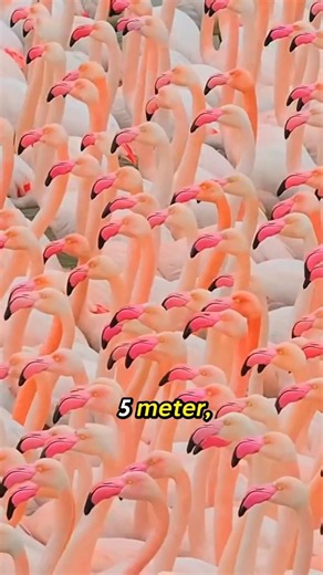 dengkul flamingo aneh