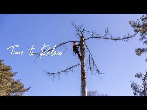 Arborist at Work: Removing a Dangerous Spruce | Don’t Try This at Home!