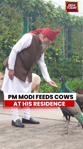 PM MODI FEEDS COWS AT HIS RESIDENCE #pmmodi #cows #peacocks #shortsviral