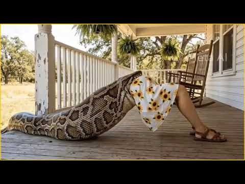 Giant Python Attacks Pregnant Woman On Farm Porch - The Rescue Mission Is Absolutely HEART-STOPPING