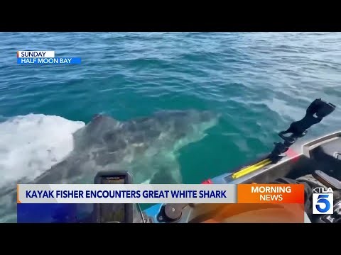 Kayaker has frightening close encounter with great white shark in California