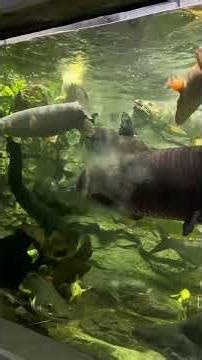 2,000 Small Fish vs Aggressive Predators