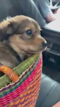 Baby dog Has Something to Say! 😍 Cute Little One Playing Around #dogsound #dog #shorts #shortfeed