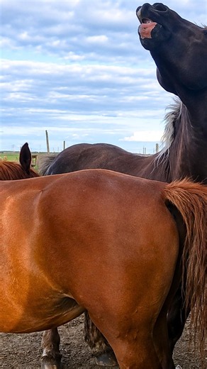 Iriska Approached the Stallion 🐎❤️ | Amazing Horse Connection