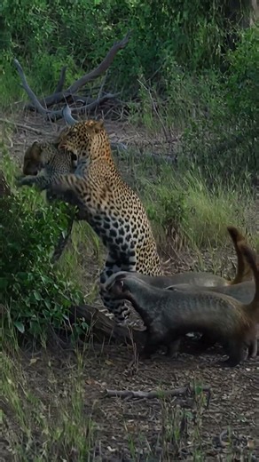 Savage Leopard Mom Fights 4 Honey Badgers! 🐆🔥 #shorts