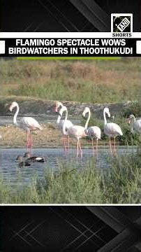 Watch: Migratory Flamingos flock to Thoothukudi salt pans along East Coast road