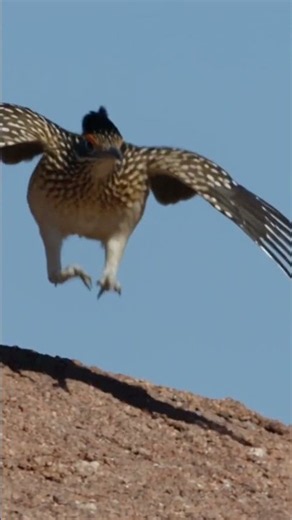 3 Coyotes Chased 1 Roadrunner All Afternoon — And Never Touched It Wildlife Documentary