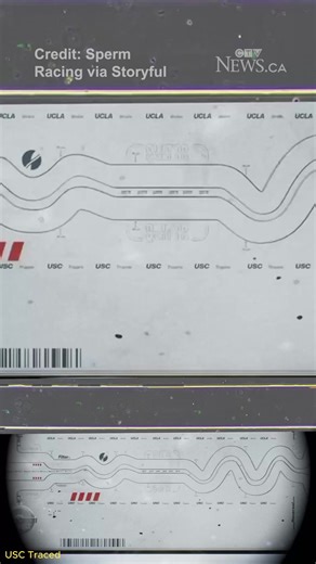 Primer campeonato de carreras de esperma en Los Ángeles