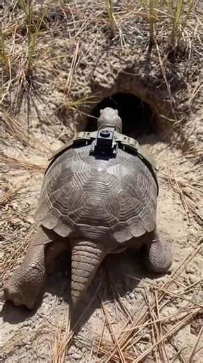 Big community inside the Gopher Tortoise’s burrow| #shorts #turtle #amphibians #wildlife #minicamera