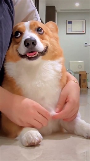 Things Corgis Never Tell You! 🤫🐶