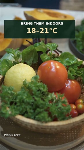 Green Tomatoes? A Banana Can Help Them Ripen 🍅