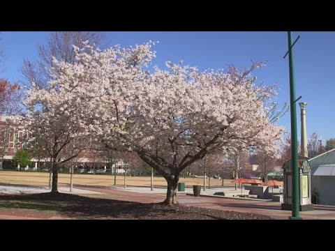 Fighting back against spring allergies
