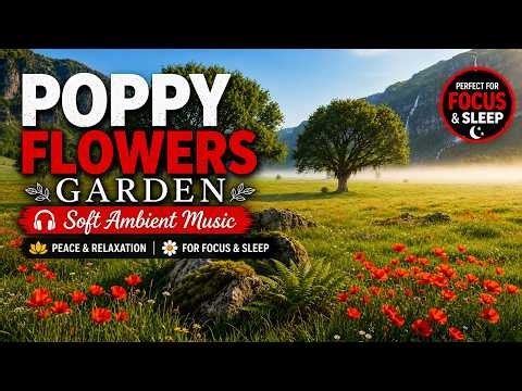 Poppy Flowers Garden | Peace & Relaxation for Focus & Sleep