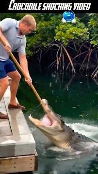 When Feeding Alligators Goes Horribly Wrong! 😱🐊 | Shocking Moments Caught On Camera!