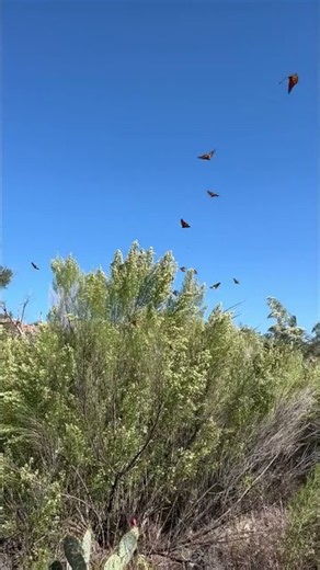 Monarchs On The Move! 🦋