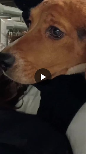 Fight against the evil of harming animals and beagles are one dog used a lot. See Fauci’s lord of the sandflies and what he did to beagles. | Mary EK Denison, L.Ac.