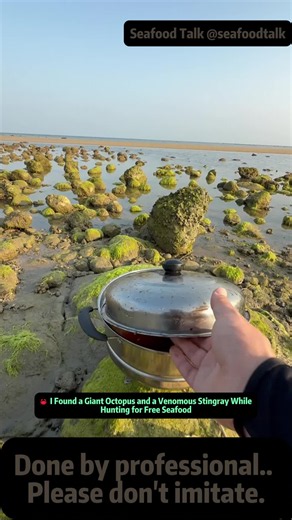🦀 I Found a Giant Octopus and a Venomous Stingray While Hunting for Free Seafood #marinelife #sealife #oceancreatures #beachlife #seacreatures